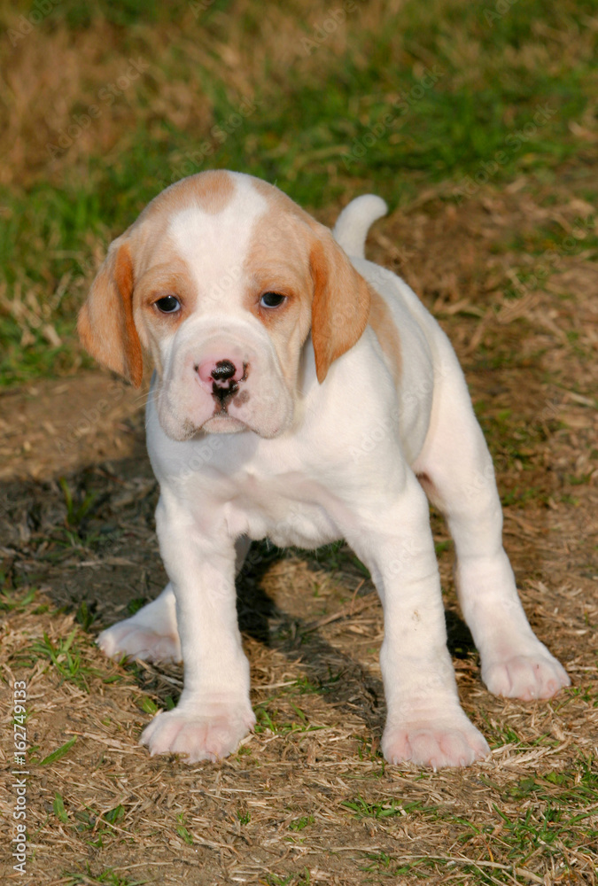 German shorthaired pointer dog puppy