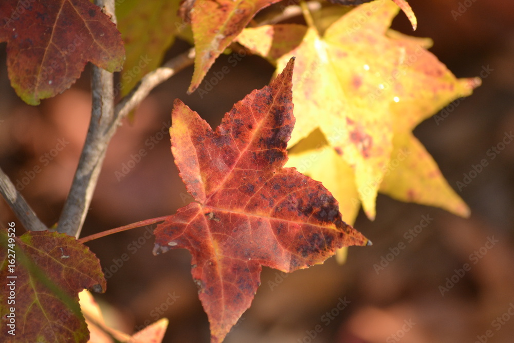 Autumn Leaves Autumn Leaves