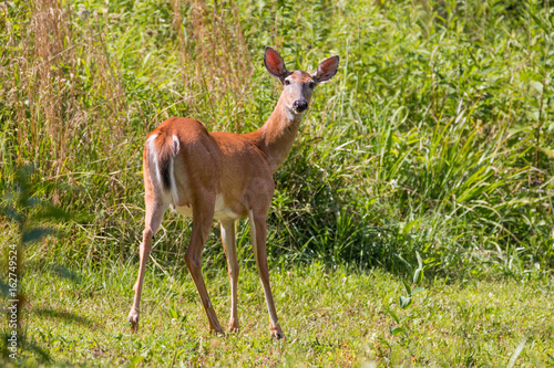 Fototapeta Naklejka Na Ścianę i Meble -  Deer in  Sunlight