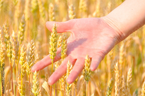 Woman's hand in the wheat ears. Rural and natural scenery. Woman hand in a field of wheat