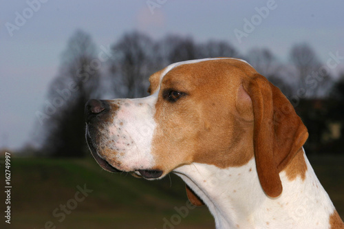 German shorthaired pointer dog © Ricant Images