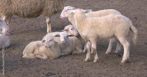 young lambs lie and stand together in corral. Veluwe Heath Sheep (Veluws Heideschaap) originated in the Veluwe area and is highly suited to graze the heath fields and preserve the cultural landscape. photo