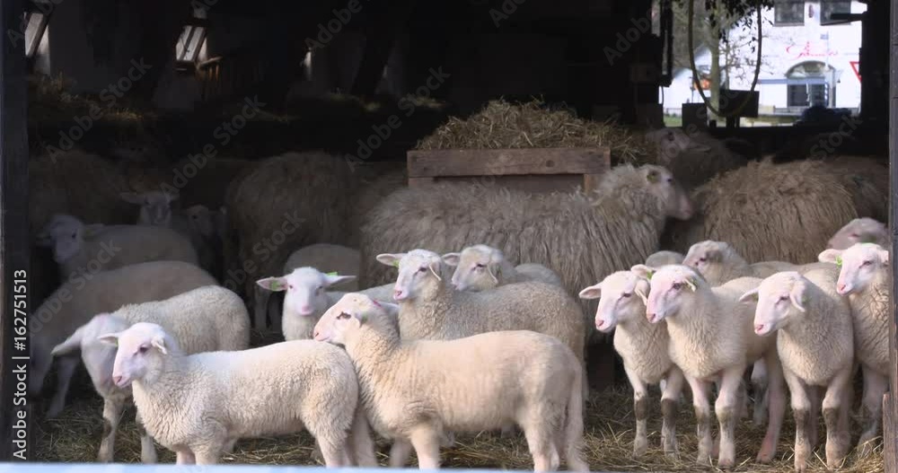 Sheep with lambs in sheepfold. Veluwe Heath Sheep (Veluws Heideschaap ...