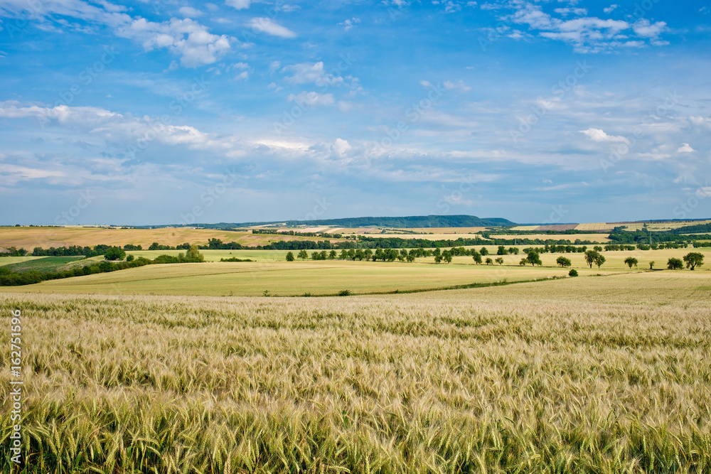 Summer Landscape with Wheat Field Before Sundown.