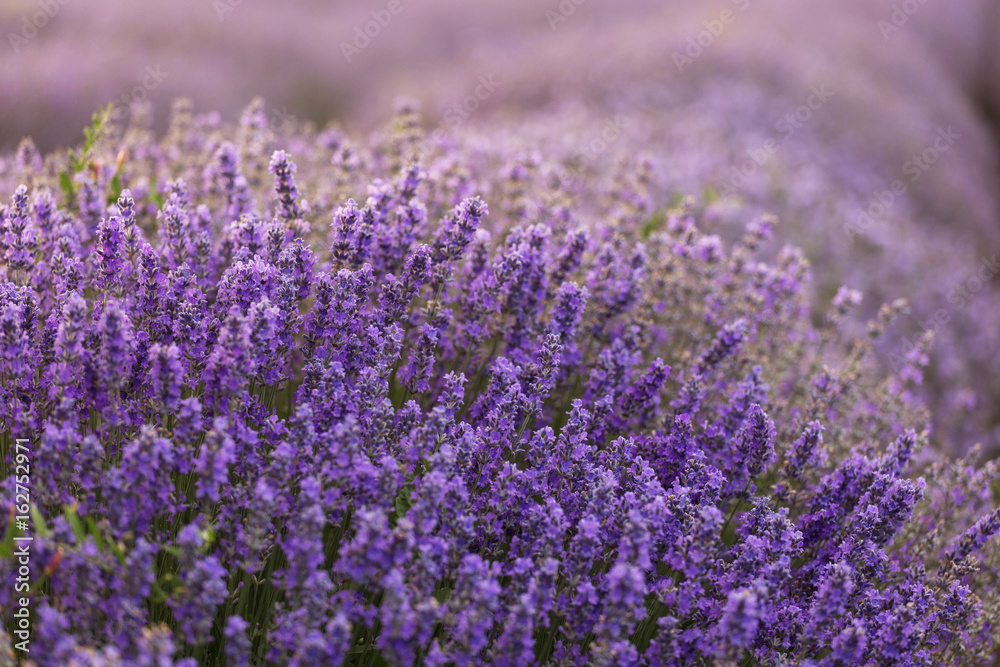 Beautiful and colourful lavander field