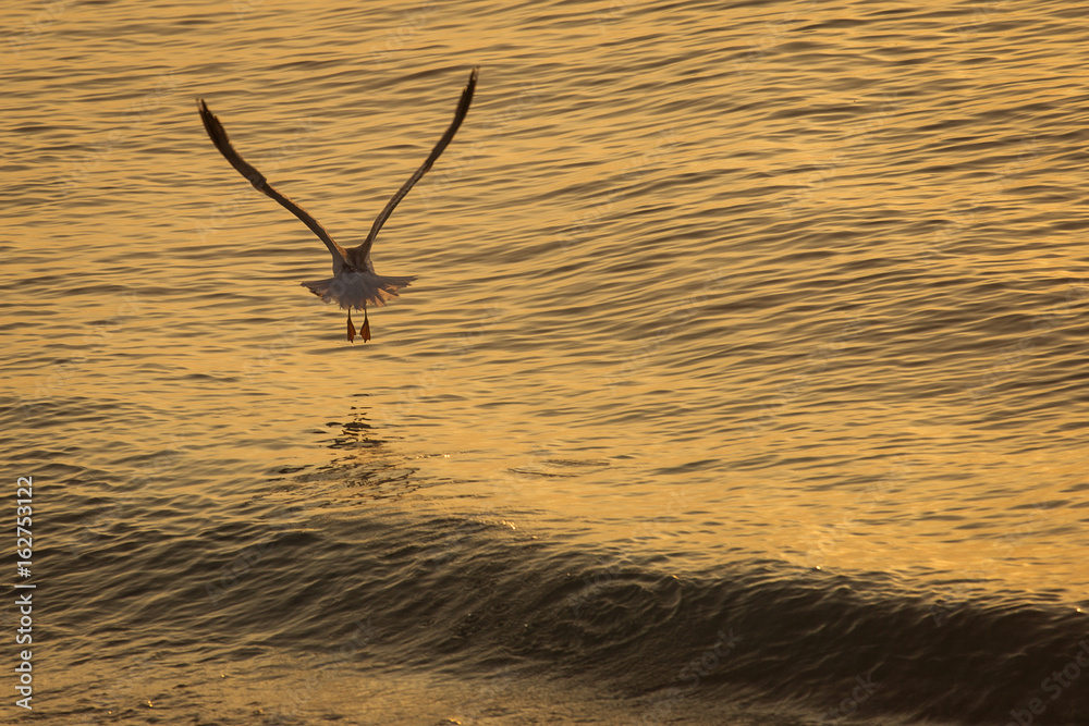 Naklejka premium Seagull over the water on sunrise