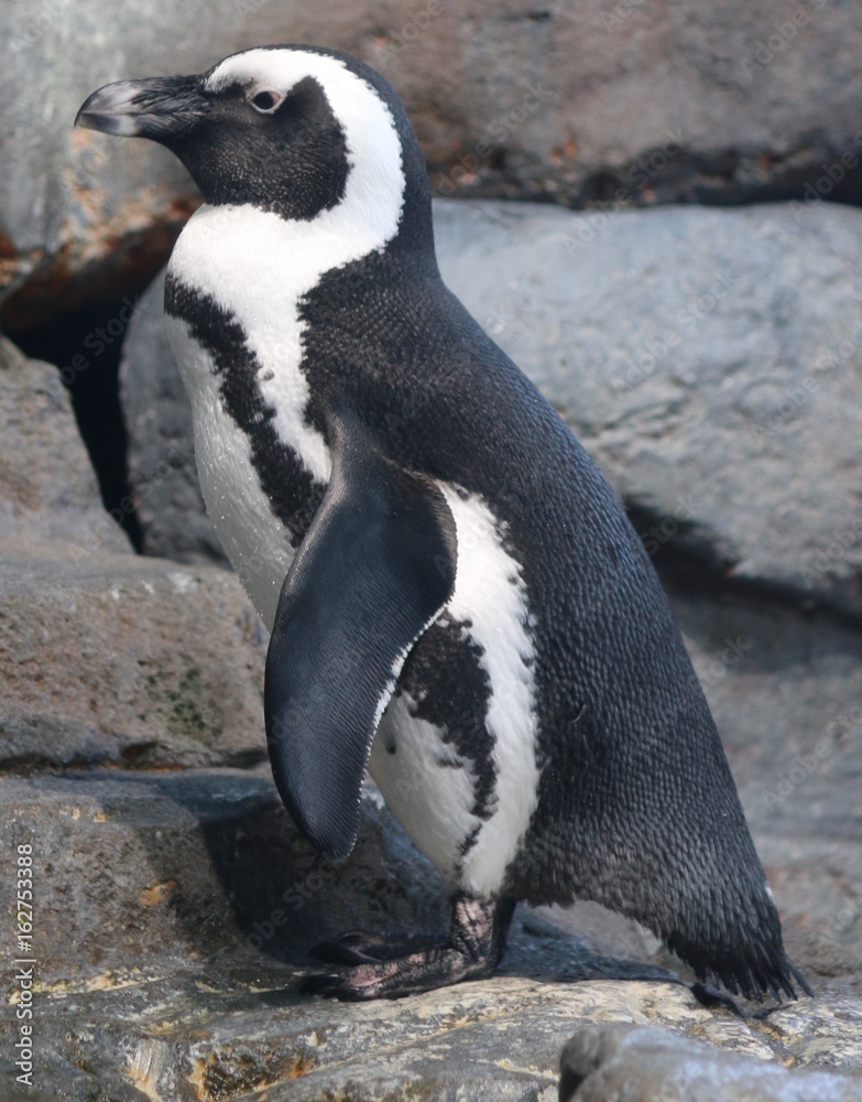 Fototapeta premium African Penguin