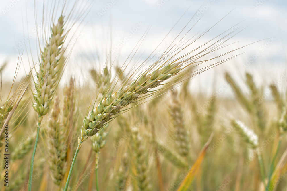 Detail of Wheat Field Before the Harvest. Detail of Wheat Field Before the Harvest.