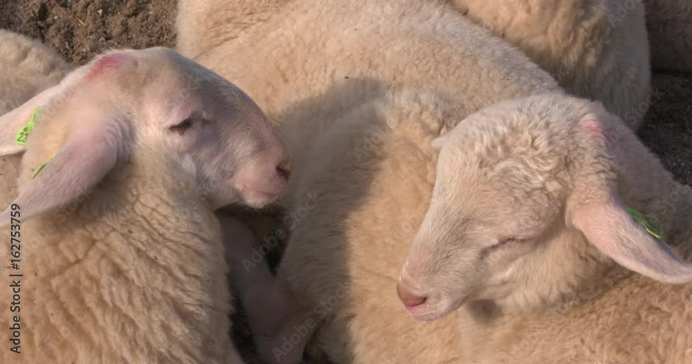 Young lambs asleep, lying together. Veluwe Heath Sheep (Veluws