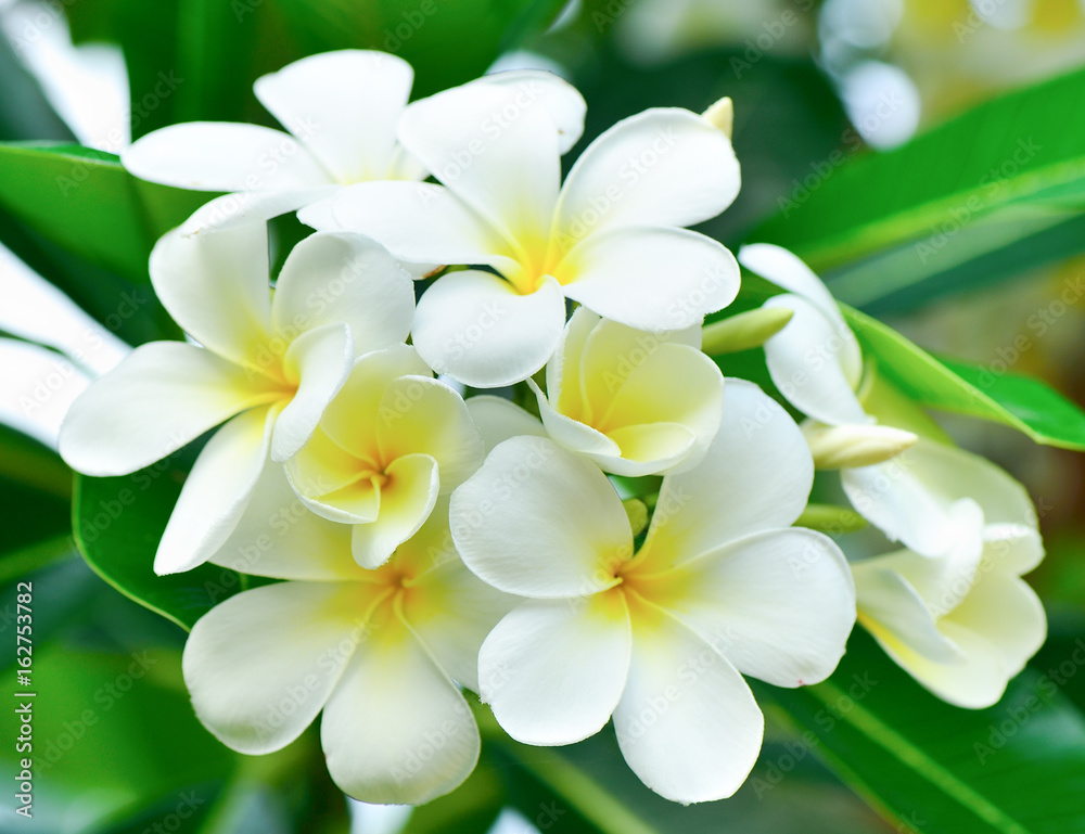 white frangipani on tree white frangipani on tree