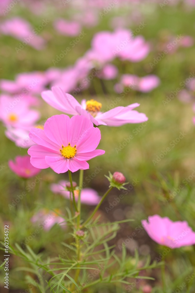 Fototapeta premium コスモスの季節