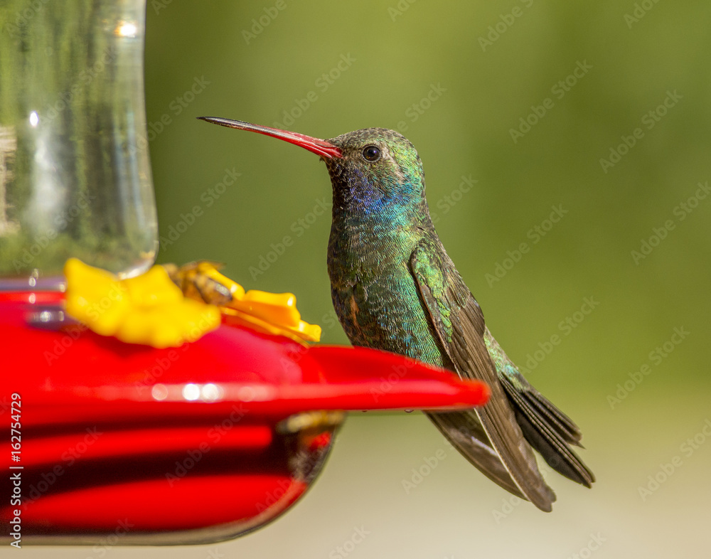 Fototapeta premium Broad-billed Hummingbird