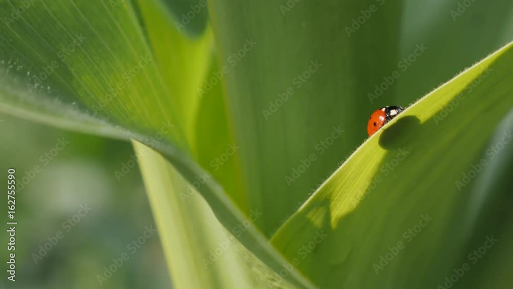 Natural scene with tiny red Coccinellidae beetle close-up 4K 2160p 30fps UltraHD footage - Ladybug on the corn leaf shallow DOF 3840X2160 UHD video Natural scene with tiny red Coccinellidae beetle close-up 4K 2160p 30fps UltraHD footage - Ladybug on the corn leaf shallow DOF 3840X2160 UHD video