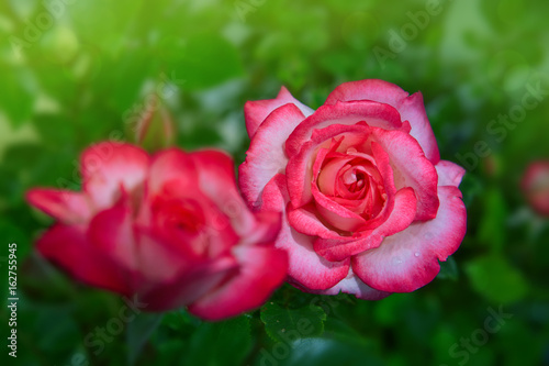 Pink rose with drops on green background.