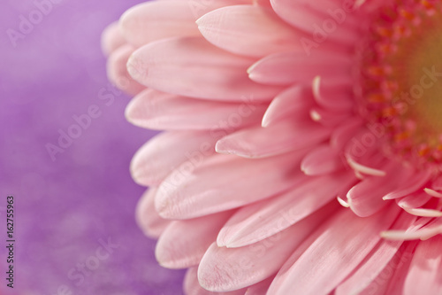 Gerbera Blume Close-up