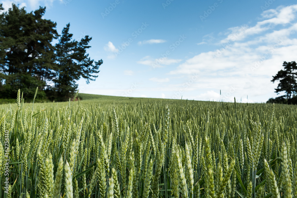 Naklejka premium Green wheat field in natural landscape.