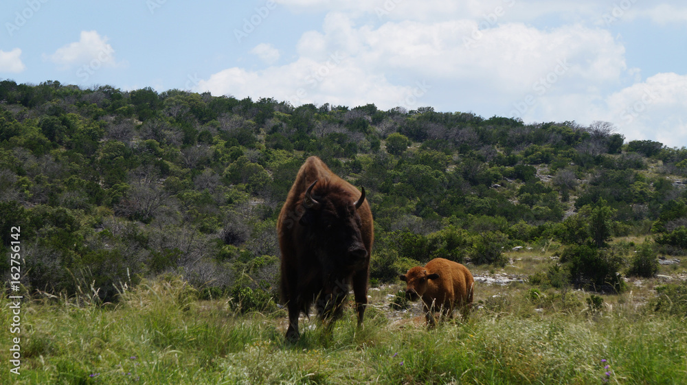 Naklejka premium Cow and calf bison