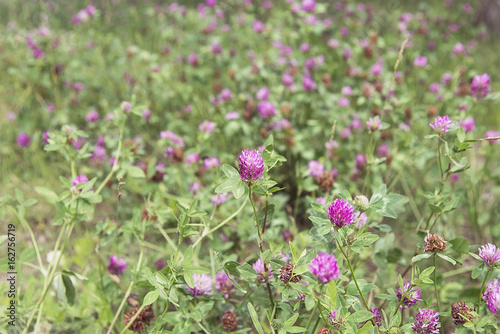 Summer bright green meadow with clover