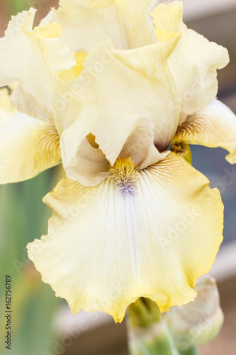 Fototapeta Naklejka Na Ścianę i Meble -  Beautiful multicolored iris flower.