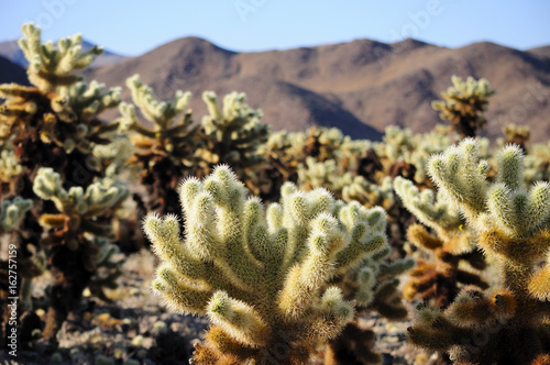cholla cactus sprouting new growth within Joshua Tree National Park in Joshua Tree California.