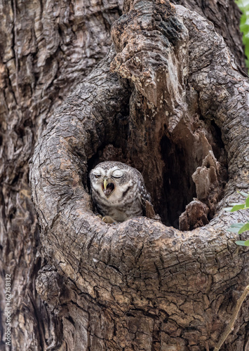 Spotted Owlet On A Tree Hole In Temple Of Thailand.