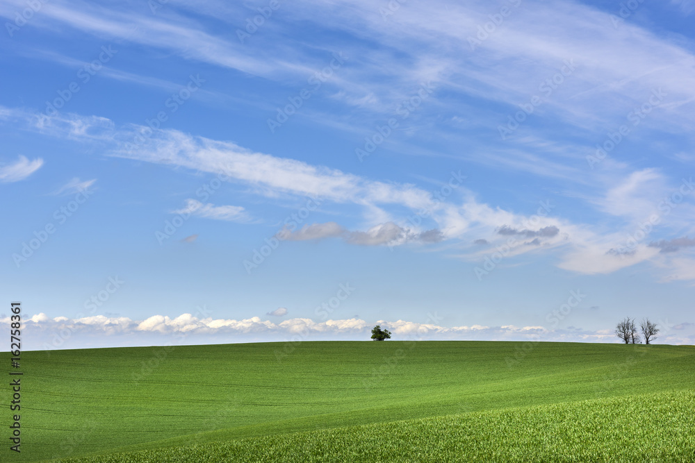 Wavy green field with cloudy blue sky Wavy green field with cloudy blue sky