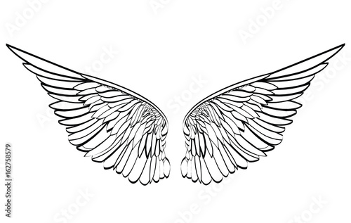 Wings. Vector illustration on white background. Black and white style 