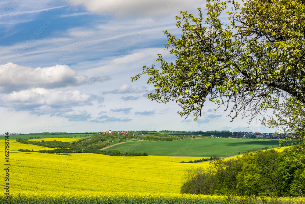 Wavy meadows spring landscape in South Moravia