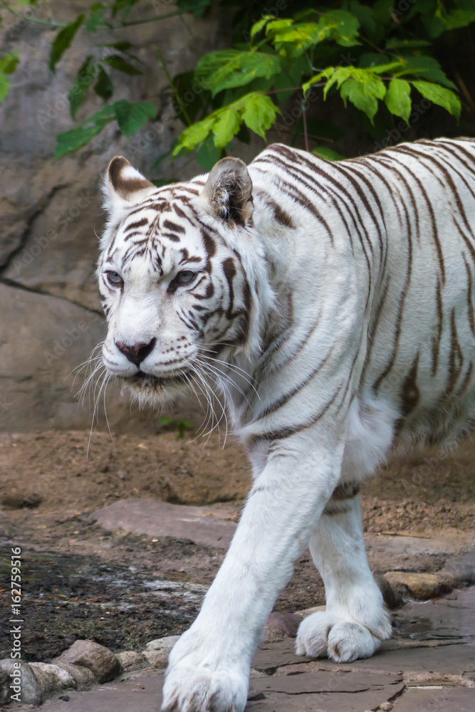 Obraz premium Portrait of white tiger
