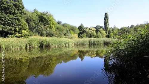 green duckweed on a swamp, summer rural landscape HD