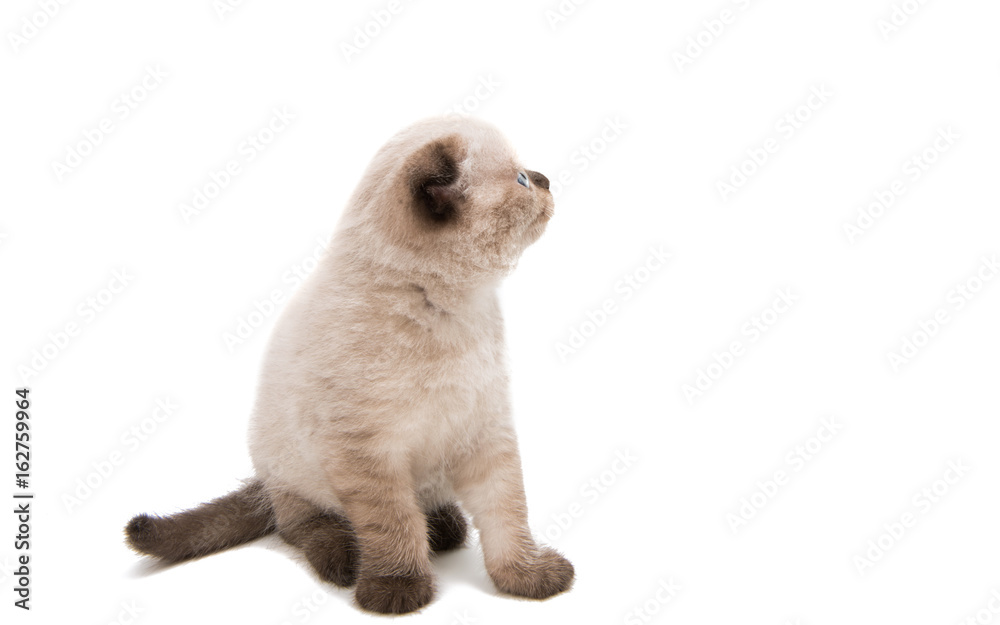 Obraz premium Beautiful lop-eared kitten isolated