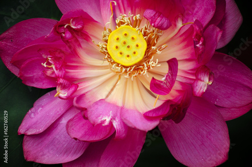 A red fuscha colored lotus flower in a garden within Guyi Gardens in Shanghai China.