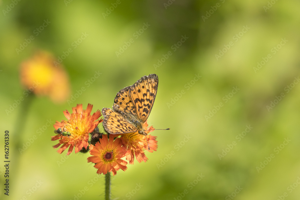 frittilary butterfly and orange flower frittilary butterfly and orange flower