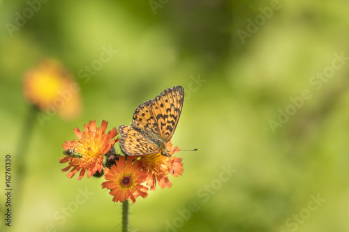 frittilary butterfly and orange flower