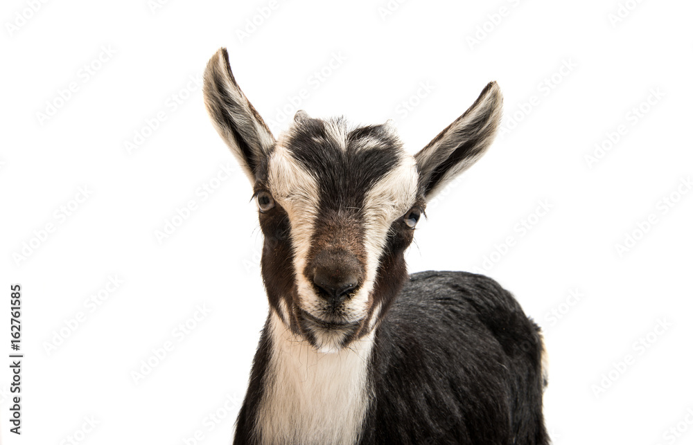 Black and white goat