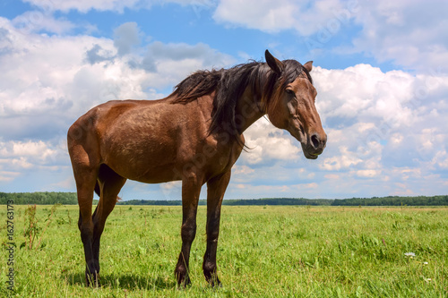 Fototapeta Naklejka Na Ścianę i Meble -  Beautiful horse grazing in a meadow 
