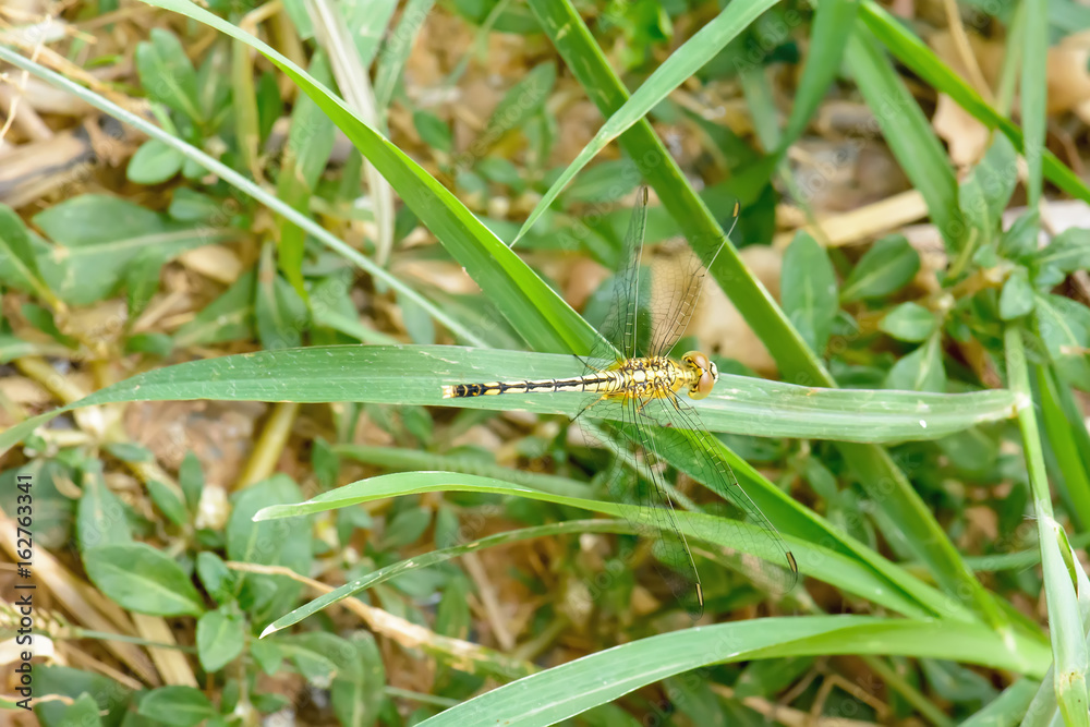 The dragonfly island on a leaf on a nature background. The dragonfly island on a leaf on a nature background.