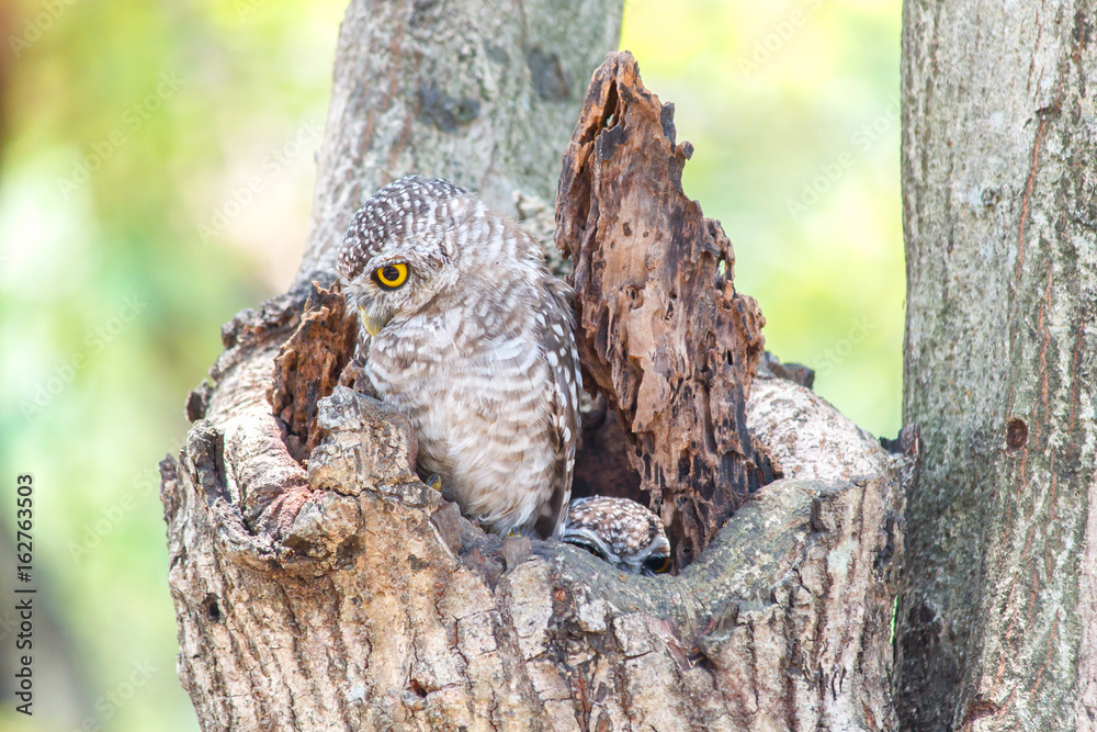 Close up of spotted owlet or athene brama bird. Close up of spotted owlet or athene brama bird.