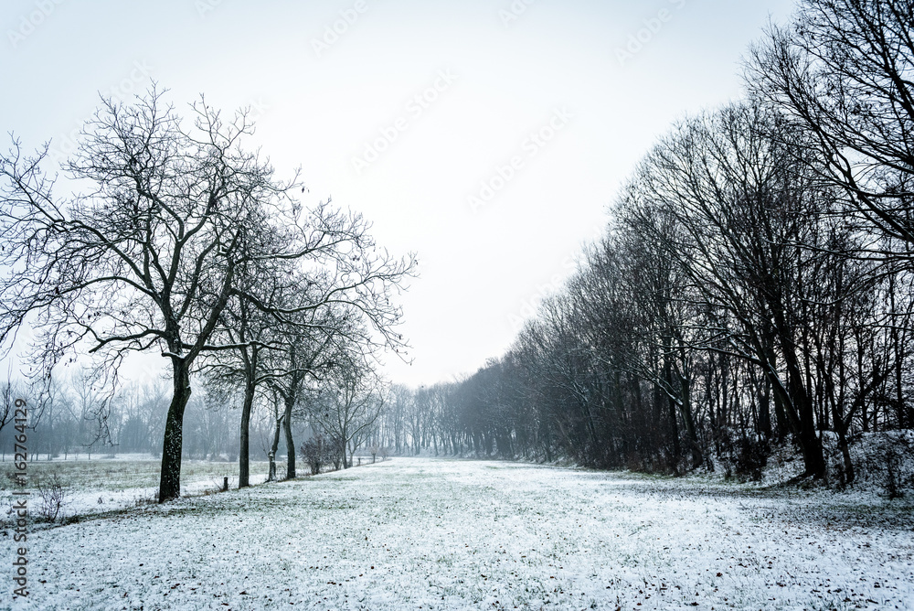 Snow Forest Snow Forest
