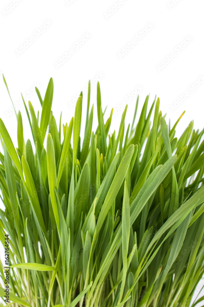 Obraz premium Grass on white background