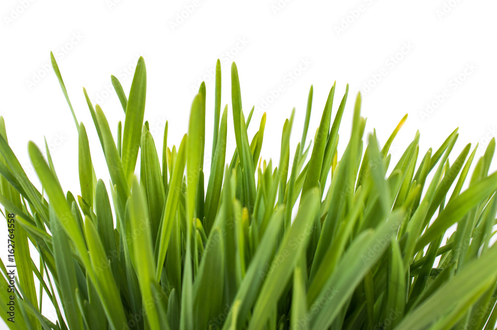 Fototapeta premium Grass on white background