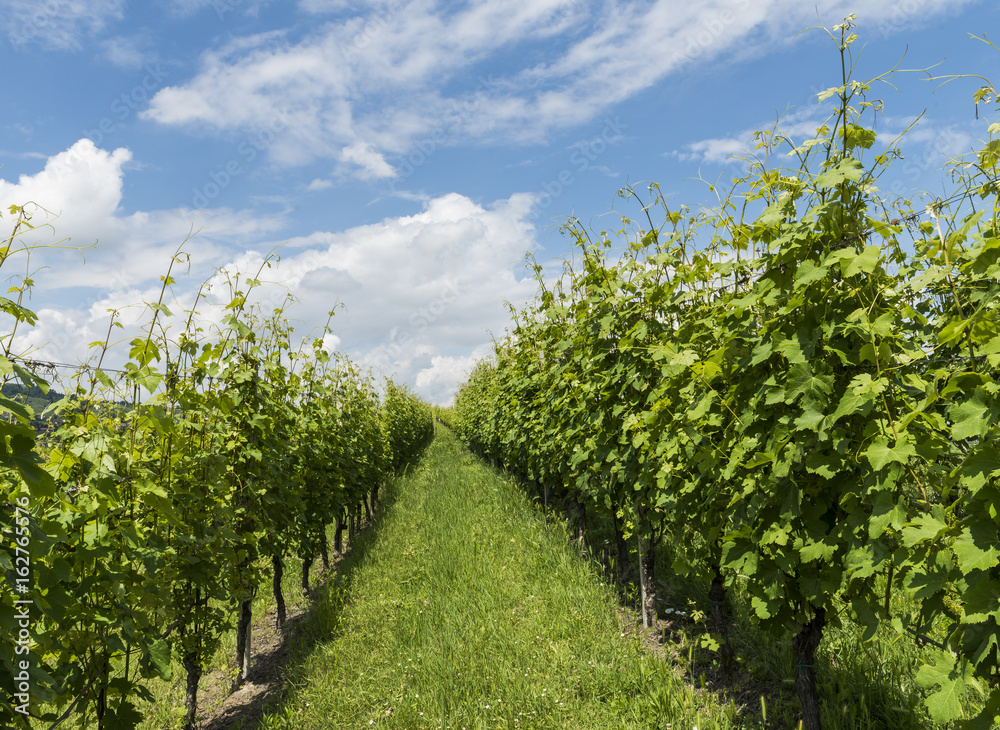 Naklejka premium Vineyards of Garbelletto Piedmont