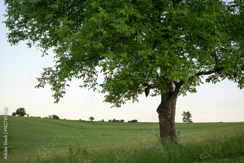Abandoned walnut tree on meadow. Slovakia