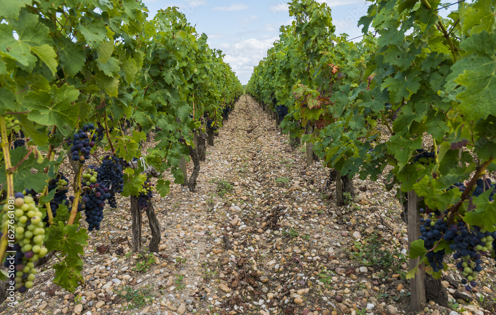 Vinyard in Saint Julien