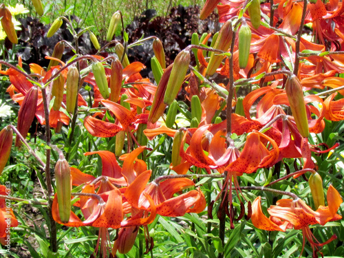 Toronto Garden Adonis lily 2014