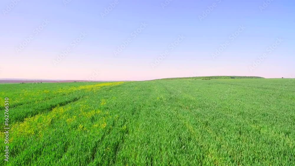 Flight over the field of green wheat on a bright sunny day. Flight over the field of green wheat on a bright sunny day.
