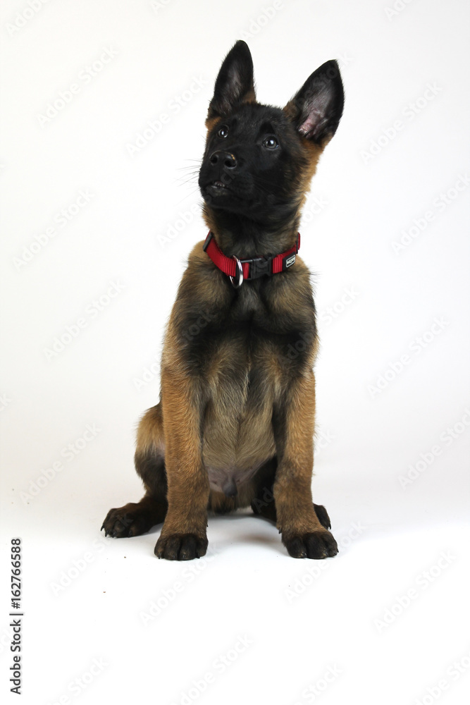 Malinois