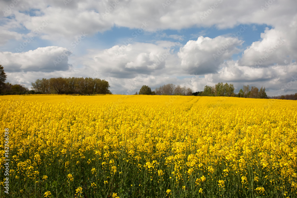 Rapeseed field