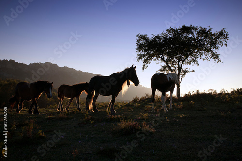 Mares at sunset