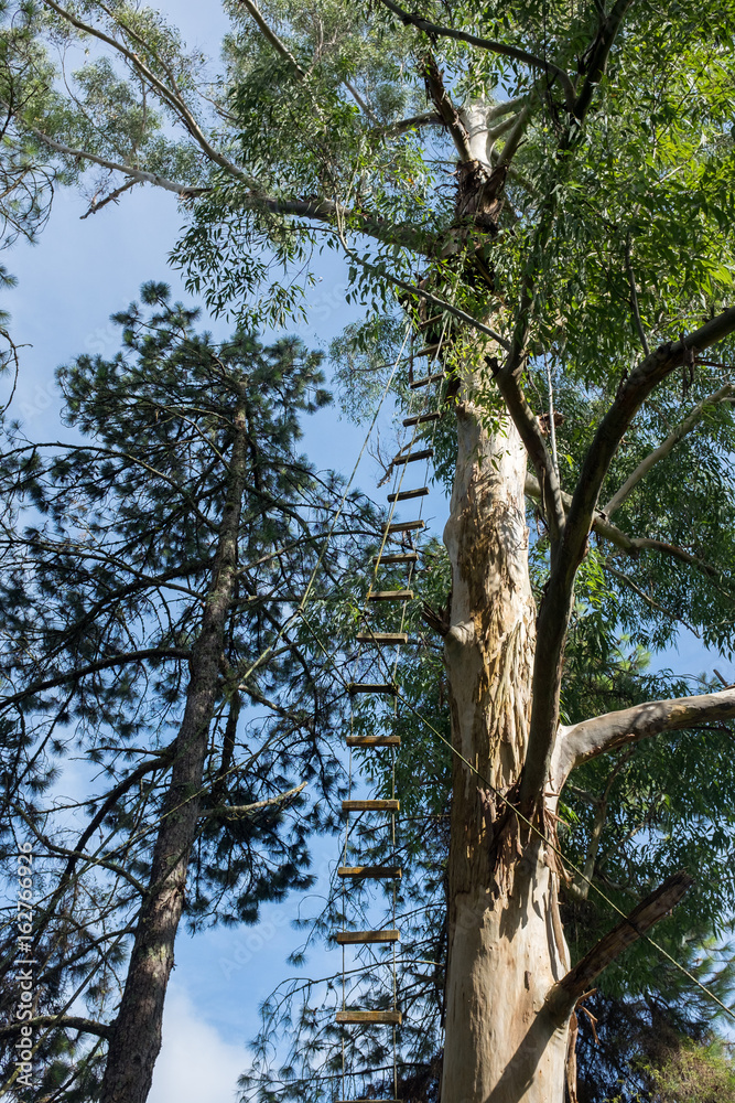 Fototapeta premium Stairs in the tree top